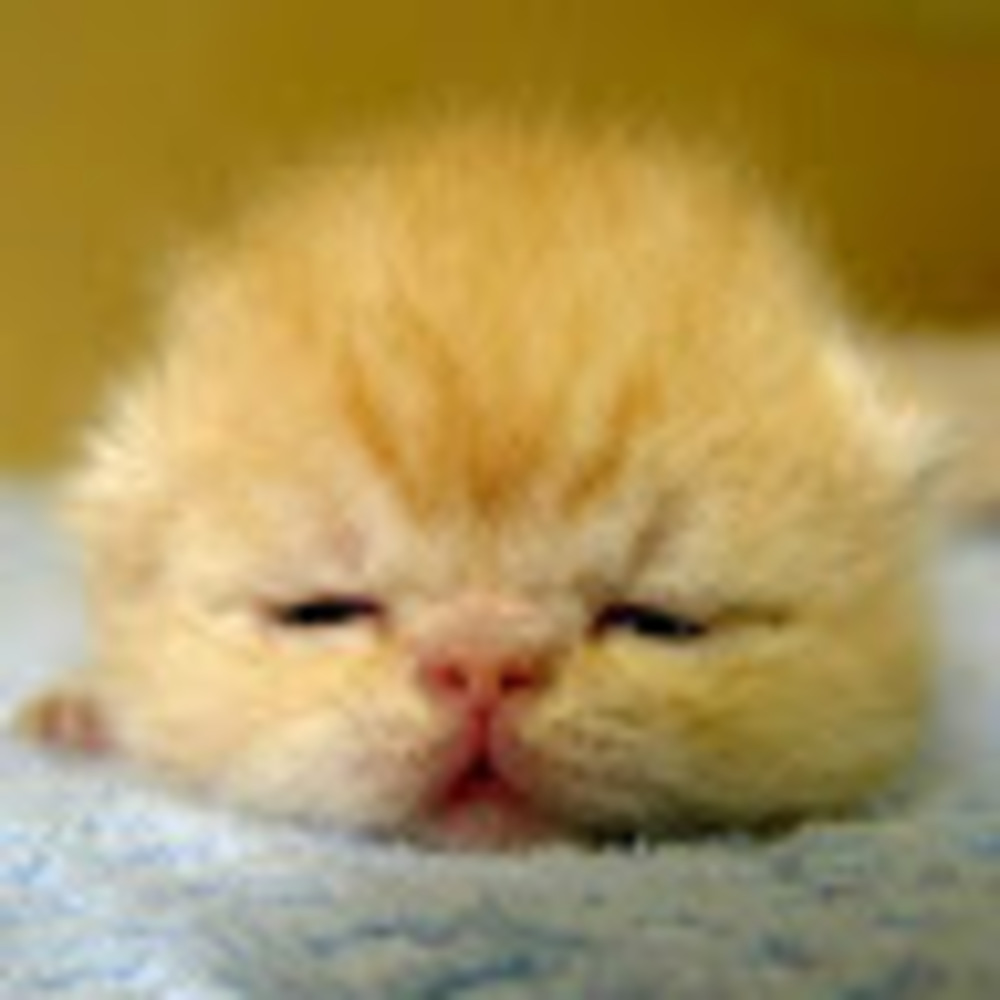 Meet your Posher, Kimberly